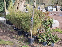 Partij planten in pot - afbeelding 9 van  16