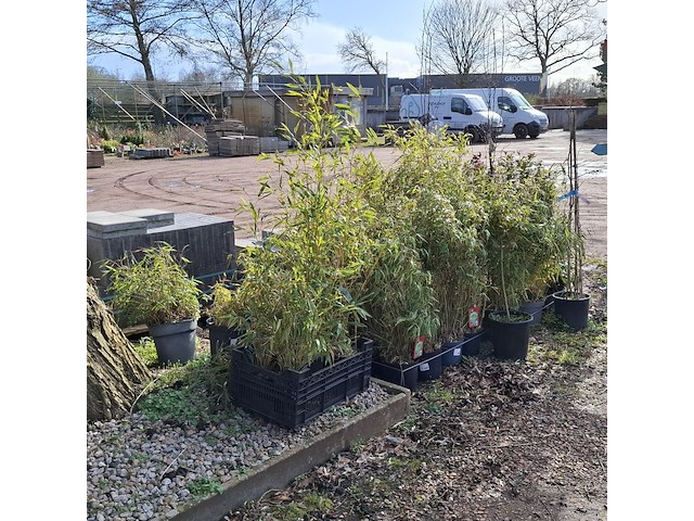 Partij planten in pot - afbeelding 10 van  16