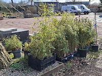 Partij planten in pot - afbeelding 10 van  16