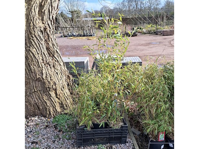 Partij planten in pot - afbeelding 11 van  16