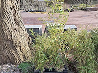 Partij planten in pot - afbeelding 11 van  16