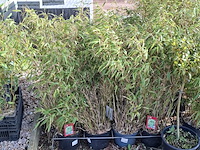 Partij planten in pot - afbeelding 12 van  16