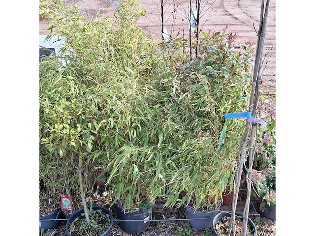 Partij planten in pot - afbeelding 13 van  16