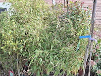 Partij planten in pot - afbeelding 13 van  16