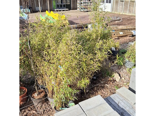 Partij planten in pot - afbeelding 14 van  16