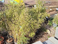 Partij planten in pot - afbeelding 14 van  16