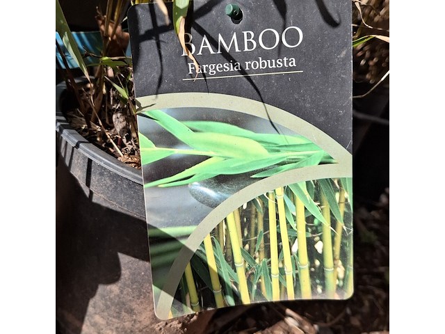 Partij planten in pot - afbeelding 15 van  16