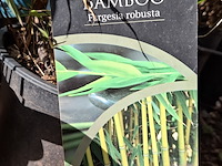 Partij planten in pot - afbeelding 15 van  16