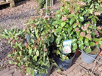 Partij planten in pot - afbeelding 16 van  16