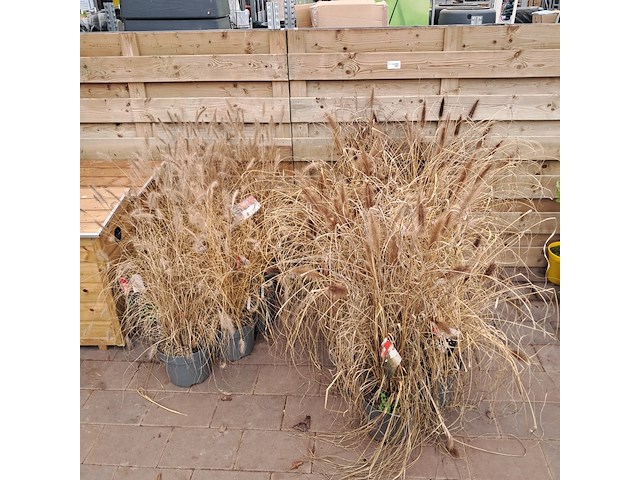 Partij planten kwekerij van diepen, pennisetum - afbeelding 1 van  9
