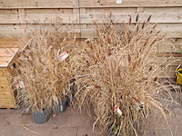 Partij planten kwekerij van diepen, pennisetum - afbeelding 1 van  9