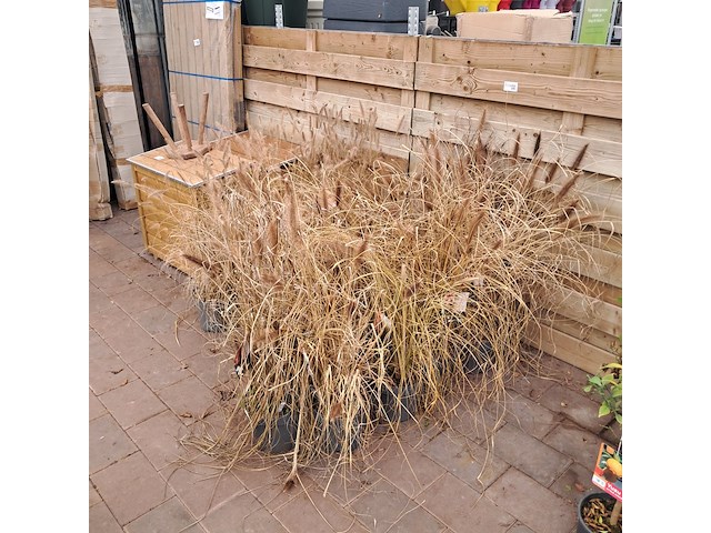 Partij planten kwekerij van diepen, pennisetum - afbeelding 2 van  9