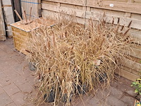Partij planten kwekerij van diepen, pennisetum - afbeelding 2 van  9