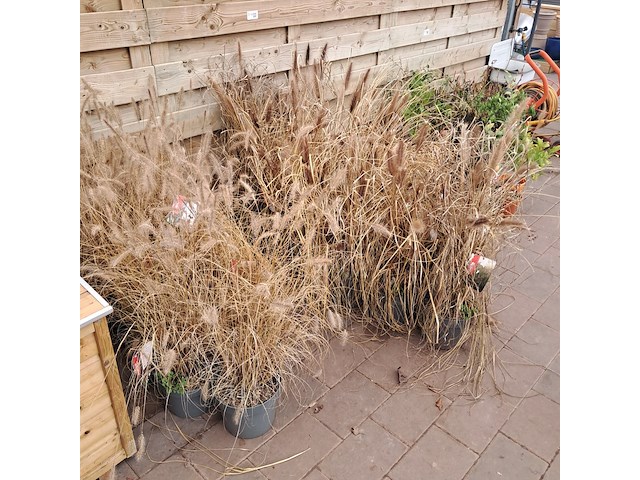 Partij planten kwekerij van diepen, pennisetum - afbeelding 3 van  9