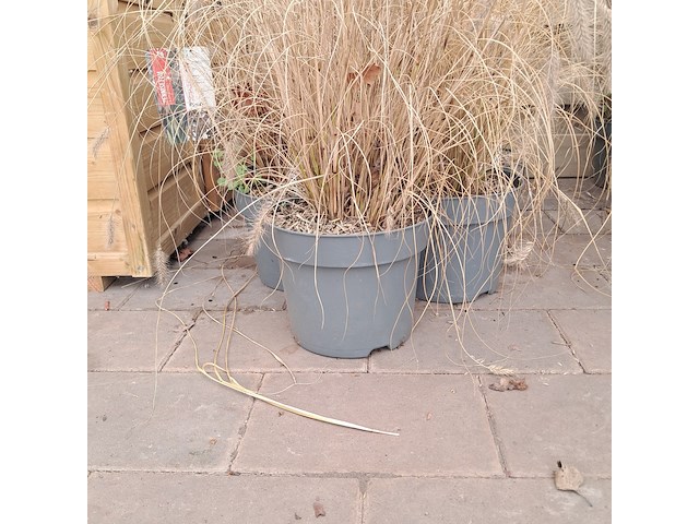 Partij planten kwekerij van diepen, pennisetum - afbeelding 5 van  9
