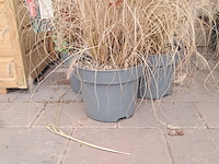 Partij planten kwekerij van diepen, pennisetum - afbeelding 5 van  9