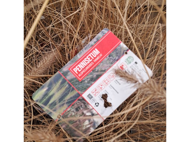 Partij planten kwekerij van diepen, pennisetum - afbeelding 6 van  9