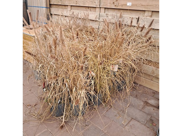 Partij planten kwekerij van diepen, pennisetum - afbeelding 7 van  9