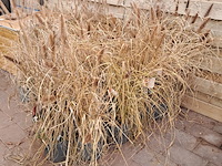 Partij planten kwekerij van diepen, pennisetum - afbeelding 7 van  9