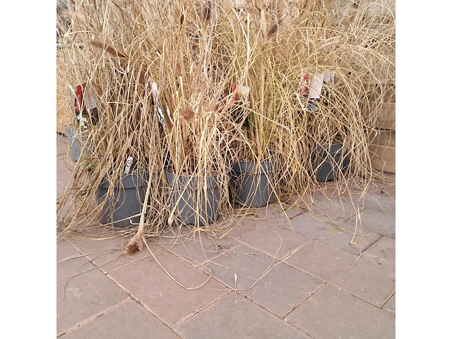 Partij planten kwekerij van diepen, pennisetum - afbeelding 8 van  9