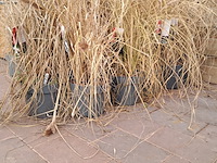 Partij planten kwekerij van diepen, pennisetum - afbeelding 8 van  9