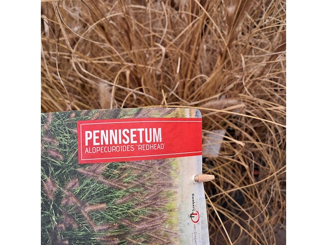 Partij planten kwekerij van diepen, pennisetum - afbeelding 9 van  9