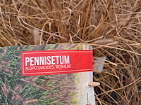 Partij planten kwekerij van diepen, pennisetum - afbeelding 9 van  9