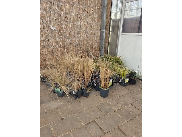 Partij planten - afbeelding 1 van  7