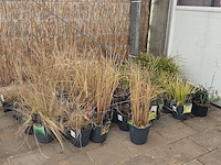 Partij planten - afbeelding 1 van  7
