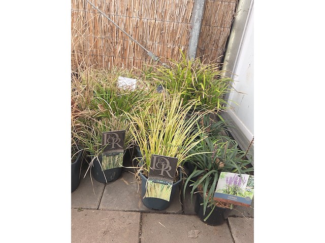 Partij planten - afbeelding 2 van  7