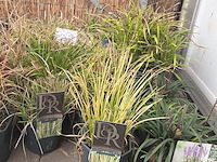 Partij planten - afbeelding 2 van  7