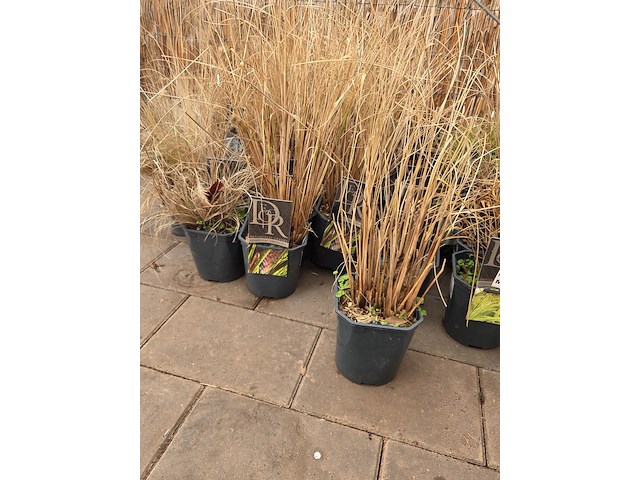 Partij planten - afbeelding 3 van  7