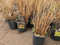 Partij planten - afbeelding 3 van  7