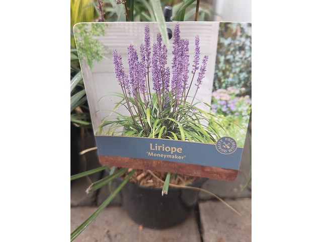 Partij planten - afbeelding 5 van  7