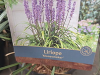 Partij planten - afbeelding 5 van  7