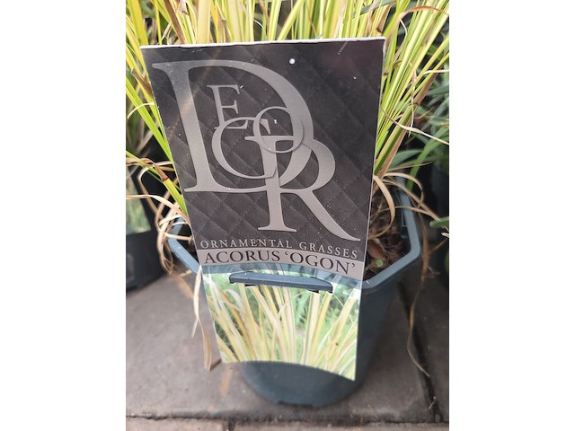 Partij planten - afbeelding 6 van  7