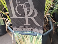 Partij planten - afbeelding 6 van  7