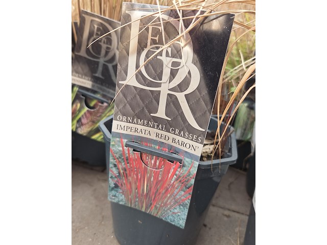 Partij planten - afbeelding 7 van  7