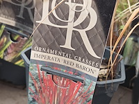 Partij planten - afbeelding 7 van  7