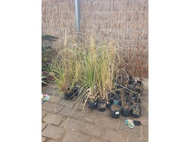 Partij planten - afbeelding 1 van  7