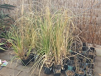 Partij planten - afbeelding 1 van  7