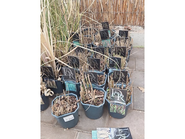 Partij planten - afbeelding 2 van  7