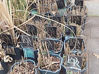 Partij planten - afbeelding 2 van  7