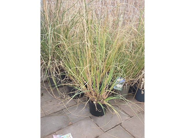 Partij planten - afbeelding 3 van  7