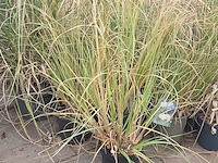 Partij planten - afbeelding 3 van  7