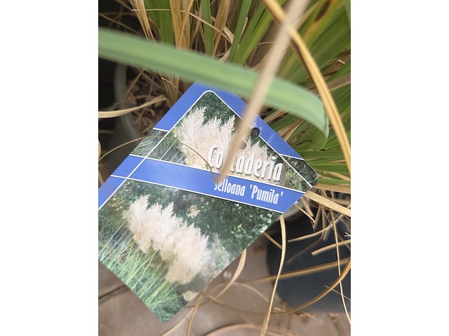 Partij planten - afbeelding 4 van  7