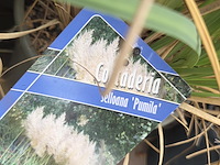 Partij planten - afbeelding 4 van  7