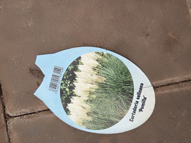 Partij planten - afbeelding 6 van  7