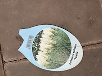 Partij planten - afbeelding 6 van  7