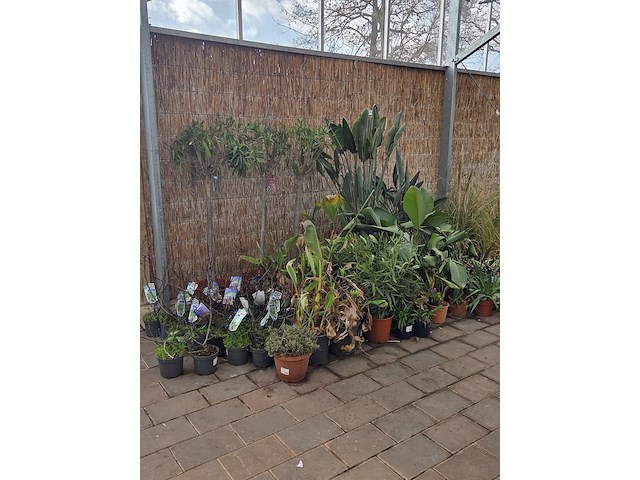 Partij planten - afbeelding 1 van  9